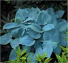 Stauden Gänge 3 x Hosta plantaginea 'Fragrant Blue' im 1 Produktbild-Vorschau 1