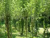 Vainillas, vainillas orgánicas, paquete de 6 unidades, Vista previa de la imagen del producto 2