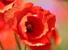 CALVENDO Puzzle Klatschmohn ganz nah 2000 Teile Puzzle quer Produktbild-Vorschau 3