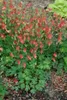 Aquilegia canadensis, Akelei, rot-gelb, ca. 9x9 cm Topf Produktbild-Vorschau 4
