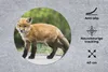 MuchoWow® Mauspad Mousepad Fuchs - Welpe - Straße 40x40 cm Produktbild-Vorschau 2
