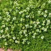 6 x skorokvitnúci tymián  - Thymus praecox 'Albiflorus'  | Náhľad obrázku produktu 2