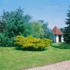 Juniperus media 'Pfitzeriana Aurea', Gold-Wacholder, 40–50 Produktbild-Vorschau 3