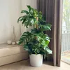 Monstera dziurawa - Monstera deliciosa - Wysokość 120-130cm Podgląd zdjęcia produktu 4