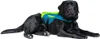 Jobe Pet Vest Giubbotto di salvataggio per cani Giubbotto Anteprima dell’immagine prodotto 7