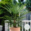 Bloomique - Washingtonia Robusta - Palmier éventail du Voir les images du produit 2
