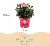 Zwerg-Rhododendron - Rhododendron Bloombux Magenta - Produktbild-Vorschau 3