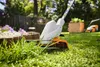STIHL FSA 30 Freischneider mit AS 2 Akku und Ladegerät AL 1 Produktbild-Vorschau 8