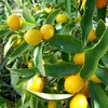 COMPO SANA Mediterrane Kübelpflanzenerde 20 Liter Produktbild-Vorschau 10