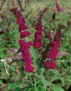 Buddleja davidii 'Royal Red', Schmetterlingsflieder, rot, Produktbild-Vorschau 11
