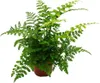 Asplenium dimorphum Parvati - Variétés spéciales de Voir les images du produit 2