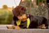 Curli Clasp Vest Geschirr Air-Mesh lime L Produktbild-Vorschau 10
