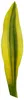 Sansevieria aubrytiana "Yellowstone" - Goldener Bogenhanf Produktbild-Vorschau 3