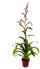 Trio de mini-broméliacées - lot de 3 plantes aux Voir les images du produit 4