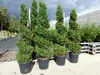 Thuja occ. "Columna" Spirale 180 cm Heckenpflanze Hecke Produktbild-Vorschau 3