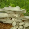 A close-up view of a cluster of oyster mushrooms growing on a substrate. Voir les images du produit
