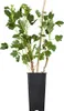 A potted gooseberry plant with a support stake, isolated on a white background. Produktbild-Vorschau