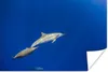 MuchoWow® Poster Delfin - Tier - Meer 120x80 cm - Bilder Produktbild-Vorschau 1
