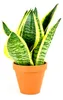 Gardners Sansevieria Hahnii mix, priemer 6 cm Náhľad obrázku produktu 1