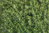 Thuja occidentalis 'Teddy', Kugel-Lebensbaum, kompakt, Produktbild-Vorschau 4