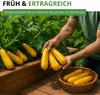 Zucchini Gold Rush F1 Samen - Cucurbita pepo - Produktbild-Vorschau 7