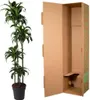 Dracena - Dracaena Dorado 170cm - Ø27cm - roslina Podgląd zdjęcia produktu 3
