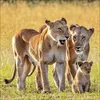 Korsch Kalender 2027 Big Cats Wildlife-Fotografien mit Produktbild-Vorschau 15