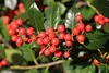 Sada 4 kusov amerických cesmín - Ilex 'Nellie R. Stevens' - Náhľad obrázku produktu 2