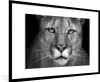 MuchoWow® Gerahmtes Poster Panther - Wildlife - Schwarz - Produktbild-Vorschau 1
