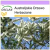 SAFLAX - Drzewo herbaciane - 400 Nasiona - Melaleuca Podgląd zdjęcia produktu 5