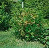 Ribes aureum, Gold-Johannisbeere, 60–100 cm Produktbild-Vorschau 5