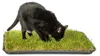 Katzengras Katzenwiese Hundewiese echter Rasen ca 60x40 cm Produktbild-Vorschau 6