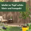 Meine Orangerie - Zwergobst Stämmchen Pflaume - gelbe Produktbild-Vorschau 5