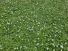Biala Isotoma fluviatilis 'Alba' 10 - 25cm, srednica 9cm, Podgląd zdjęcia produktu 6