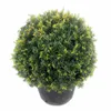 2x Eiben Kugeln, Kugeleibe, 30-35 cm, Taxus baccata, Produktbild-Vorschau 2