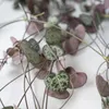 Ceropegia - Ceropegia linearis Woodii - Wysokość 20-30cm - Podgląd zdjęcia produktu 3