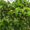 Green boutiQ - Fruitplant - Actinidia arguta Weiki - Voir les images du produit 5