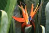 SAFLAX Kultivační sada - květ rajky (reginae) - Strelitzia Náhled obrázku produktu 4