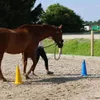 A person is walking a horse around cones in an outdoor arena. Náhľad obrázku produktu
