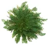 YAKEBA Rose von Jericho 5er-Sparset XS – Selaginella Produktbild-Vorschau 2