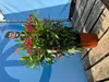A potted oleander plant with pink flowers is displayed on a wooden surface in front of a blue backdrop with a cartoon illustration of a man and a height measurement. Produktbild-Vorschau