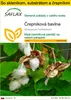 SAFLAX Kultivačný set - črepníková bavlna - Gossypium Náhľad obrázku produktu 1