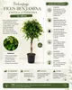 Birkenfeige Ficus Benjamina Exotica Stämmchen 120 cm – Produktbild-Vorschau 2