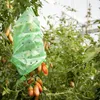 Tomatoes growing on a vine, with a green plastic bag covering some of them. Produktbild-Vorschau