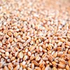 karton-billiger 25 kg Weizen Futterweizen Geflügelfutter Produktbild-Vorschau 1