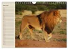Löwen. Majestätische Kraft (Wandkalender 2027 DIN A4 quer), Produktbild-Vorschau 9