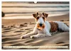 Drahthaar-Foxterrier (Wandkalender 2027 DIN A3 quer), Produktbild-Vorschau 11