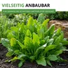 Sauerampfer Mehrjährig Samen - Rumex acetosa - Produktbild-Vorschau 5