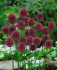 Allium sphaerocephalon, Kugellauch, purpurrot, ca. 9x9 cm Produktbild-Vorschau 7
