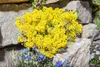 Alyssum montanum 'Berggold', Steinkraut, goldgelb, ca. 9x9 Produktbild-Vorschau 1